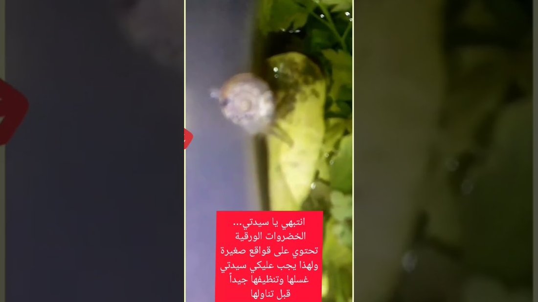 كيفية الحفاظ على الخضروات الورقية طازجة في الثلاجة لأطول فترة