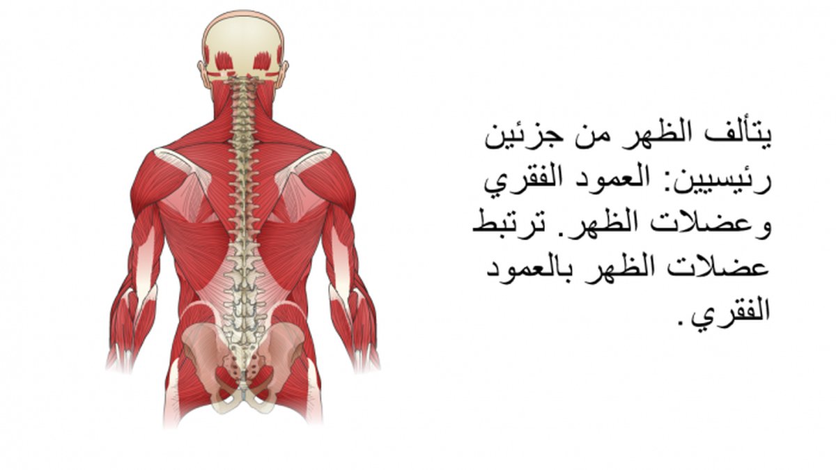 كيف تحمي ظهرك ورقبتك من آلام الجلوس الطويل: دليل شامل للوقاية الفعالة