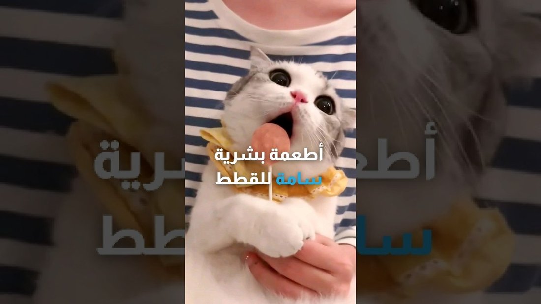 أطعمة بشرية شائعة قد تكون سامة لكلبك دون أن تعلم