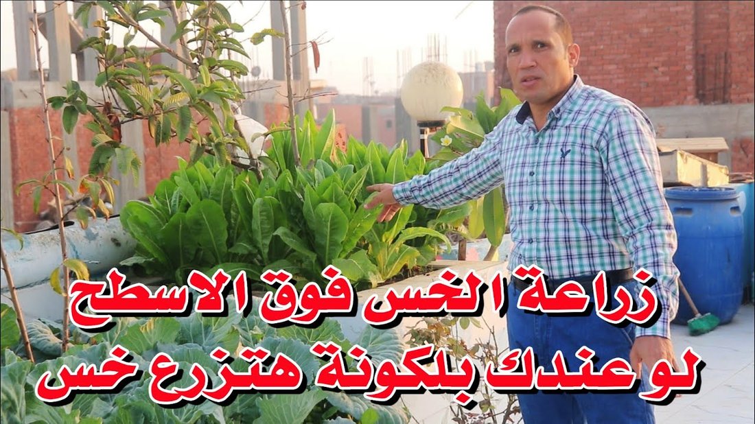 دليل البستنة للمساحات الصغيرة: زراعة الخضروات والأعشاب في الشرفة