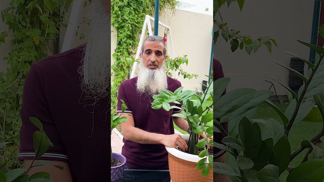 نباتات منزلية لا تحتاج إلى عناية فائقة ويكاد يكون من المستحيل قتلها